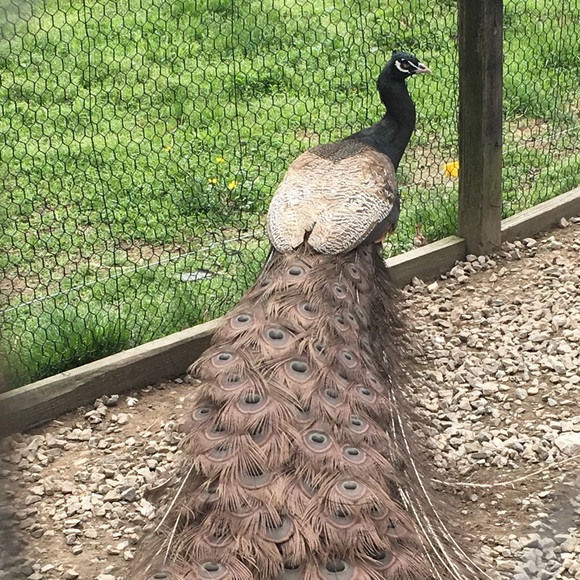 Peacock feather earrings - Picture 2 of 2